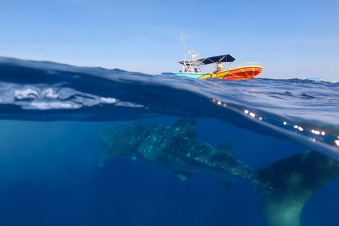 Whale Shark and Snorkeling Adventure from Isla Holbox - Breakfast and Briefing at Restaurante Mandarina Seaside