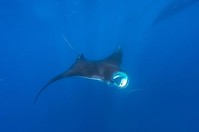 Whale Shark Encounter Full-Day all inclusive Tour from Riviera Maya - Playa Norte lunch: ceviche, guacamole, and a real break