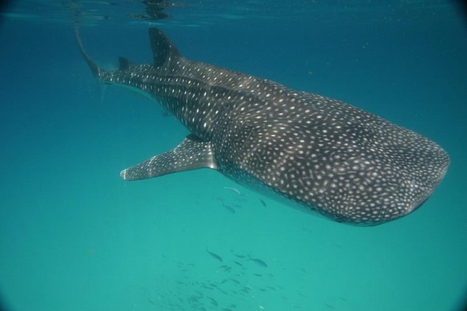 Whale Shark Encounter Full-Day all inclusive Tour from Riviera Maya - Price reality check: what $170 plus park fees can mean