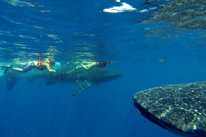 Whale Shark Encounter Full-Day all inclusive Tour from Riviera Maya - Guides, small groups, and how the day usually runs