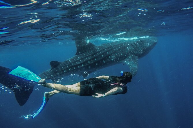 Whale Shark Encounter Full-Day all inclusive Tour from Riviera Maya - Whale-shark swims in 15-minute rounds, and how to prep