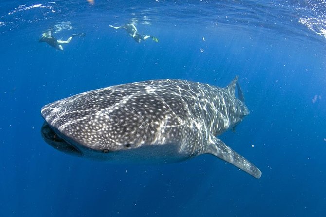 Whale shark encounter Private tour - swim with whale shark cancun - Key Points I’d Focus On