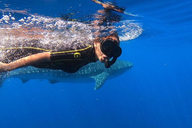 Whale shark encounter Private tour - swim with whale shark cancun - Why a Playa del Carmen whale shark swim feels different than a big boat day