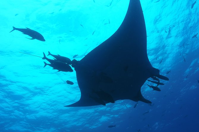 Whale shark encounter Private tour - swim with whale shark cancun - Restaurant Mandinga breakfast and the snorkel format that keeps things calm