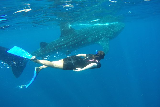 Whale shark encounter Private tour - swim with whale shark cancun - Isla Mujeres lunch and Playa Norte downtime after your swims