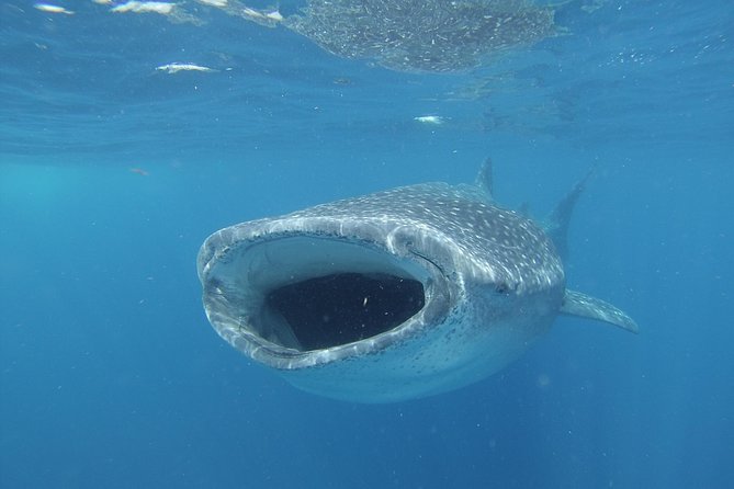 Whale shark encounter Private tour - swim with whale shark cancun - Price check: is $975 per person good value for a private whale shark tour?