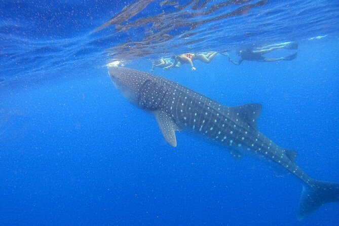 Whale Shark Group Adventure from Isla Holbox - Key things to know before you go