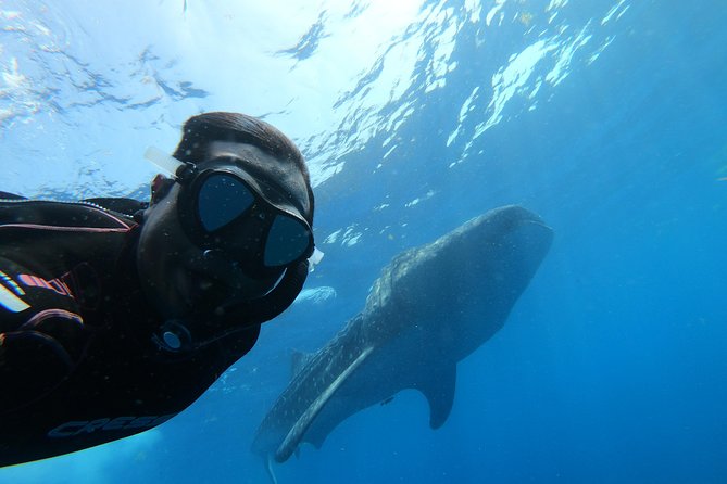 Whale Shark Group Adventure from Isla Holbox - Why Isla Holbox is such a good base for whale sharks