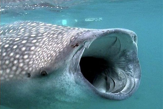 Whale Shark Group Adventure from Isla Holbox - Morning logistics: 6:30 am start at VIP Holbox