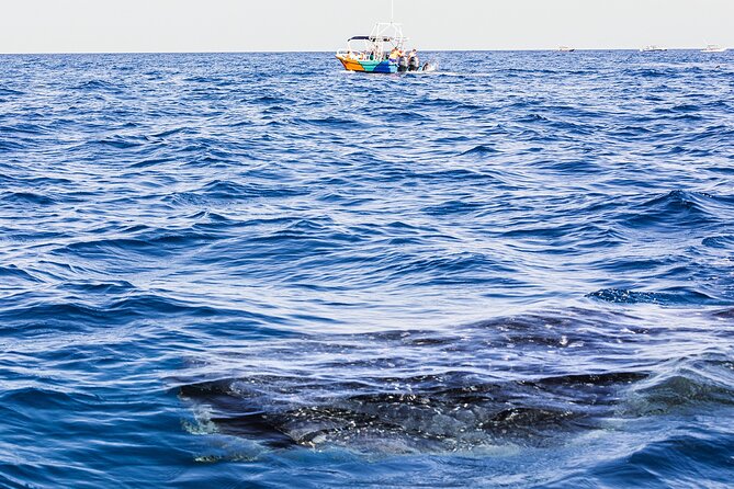 Whale Shark Group Adventure from Isla Holbox - Stop 1 and Stop 2: Yum Balam Reserve and Punta Mosquito