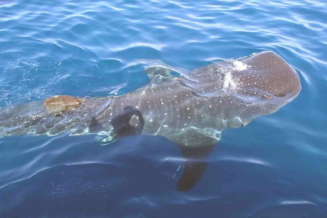 Whale Shark Group Adventure from Isla Holbox - Price and value: what $203.12 buys you