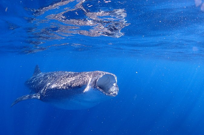 Whale Shark & Manta Ray Snorkel -(May-Sept) Only 10pp per Boat - How long you spend with whale sharks (and why manta rays can happen)