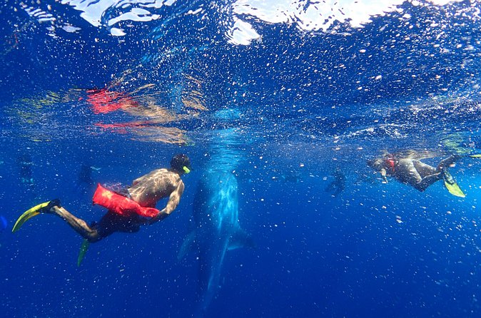 Whale Shark & Manta Ray Snorkel -(May-Sept) Only 10pp per Boat - Marine life extras on the boat ride back