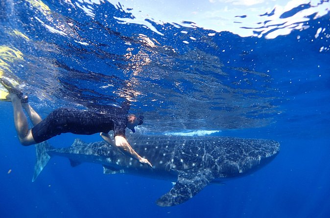 Whale Shark & Manta Ray Snorkel -(May-Sept) Only 10pp per Boat - Price and value: what $160 gets you in a 7-hour day