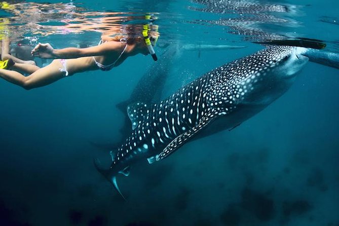 Whale-Shark Snorkeling Excursion to La Paz - Key highlights you should care about