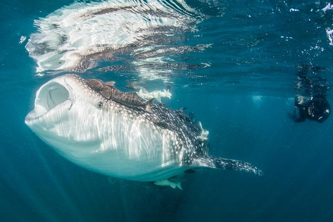 Whale-Shark Snorkeling Excursion to La Paz - A 6:00 am launch that makes the whale-shark timing work