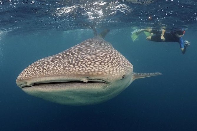 Whale-Shark Snorkeling Excursion to La Paz - Marine biologist guidance: what you learn before you swim