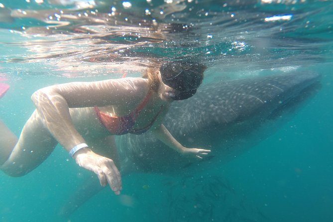 Whale-Shark Snorkeling Excursion to La Paz - Swimming near whale sharks: how the day feels in real life
