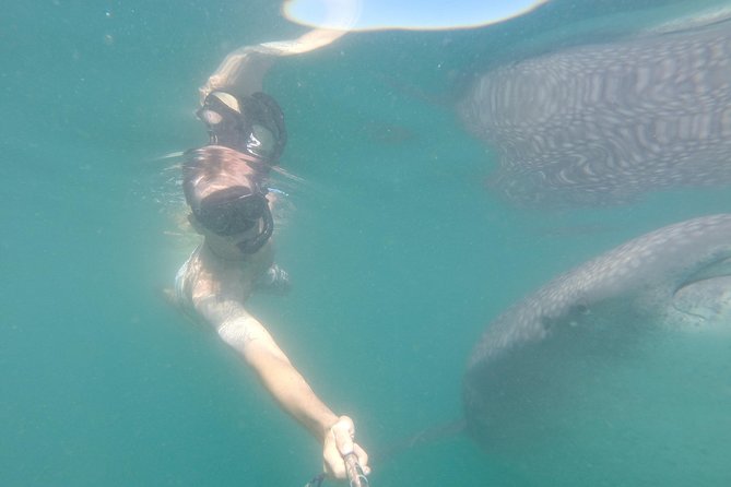 Whale-Shark Snorkeling Excursion to La Paz - What about safety and supervision?