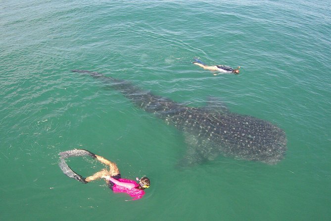 Whale-Shark Snorkeling Excursion to La Paz - The meal plan: tacos, quesadillas, and a real break on shore