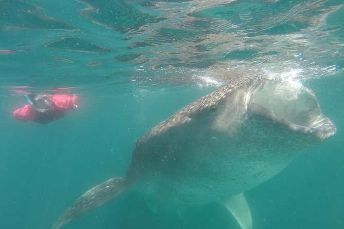 Whale-Shark Snorkeling Excursion to La Paz - Price and value: is $349 really the right number?