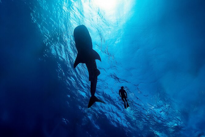 Whale Shark Snorkeling Experience from Cancun and Riviera Maya - Your morning game plan: transfers, timing, and limits