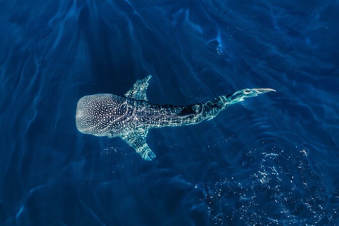 Whale Shark Snorkeling Experience from Cancun and Riviera Maya - Gear, safety briefing, and fitness rules that affect your comfort