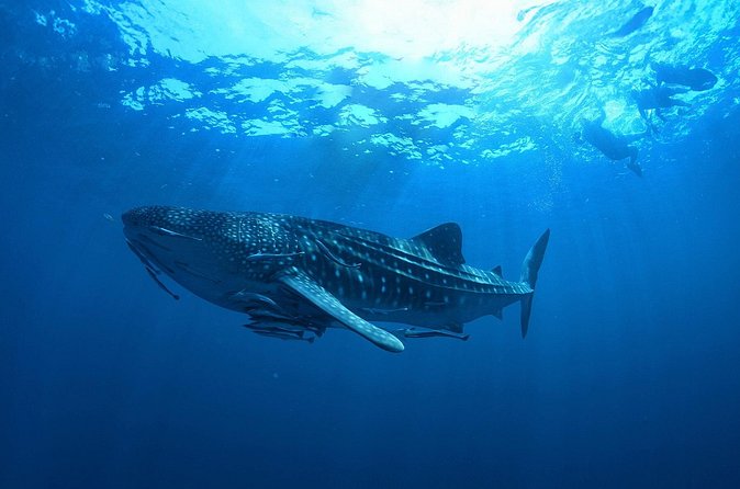 Whale Shark Snorkeling Experience from Cancun and Riviera Maya - Isla Mujeres lunch: a beach break with real value