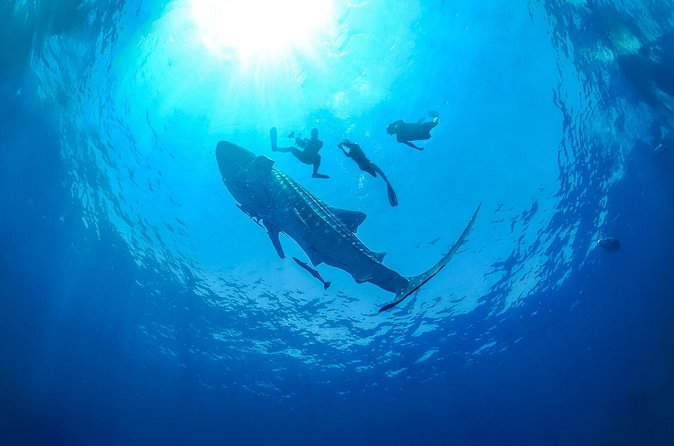 Whale Shark Snorkeling Experience from Cancun and Riviera Maya - Price and value: $229 plus $30 government fees