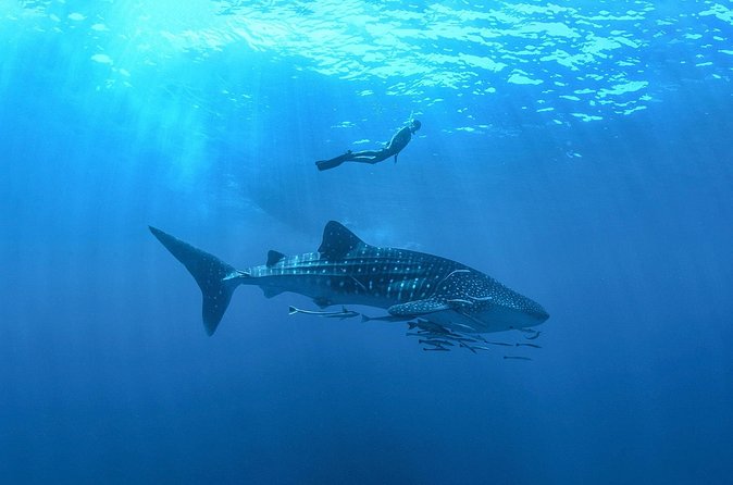 Whale Shark Snorkeling Experience from Cancun and Riviera Maya - Practical tips to make your whale shark day smoother