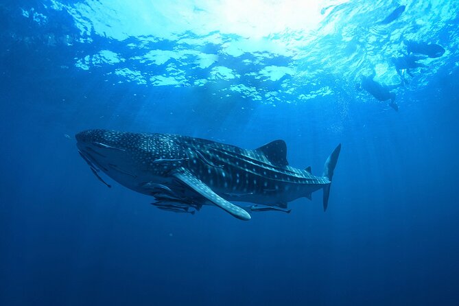 Whale Shark Snorkeling Experience from Cancun and Riviera Maya - Who this trip fits best, and who should skip it