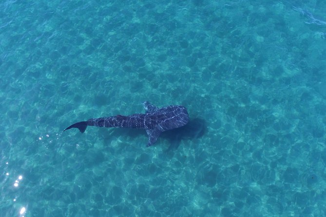 Whale Shark snorkeling tour in a reduced group with local marine biologist - From Topete to the Water, What the Day Feels Like