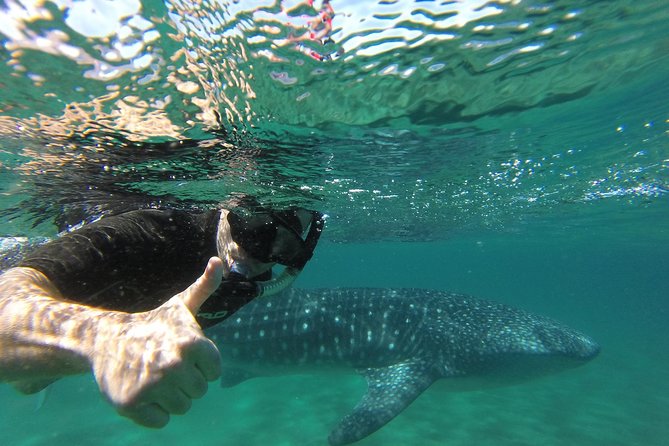 Whale Shark snorkeling tour in a reduced group with local marine biologist - Whale Shark Rules, Surface-Only Snorkeling, and What That Means