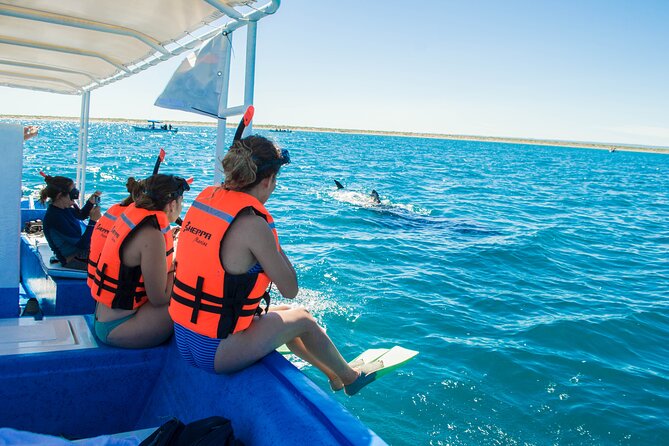 Whale Shark snorkeling tour in a reduced group with local marine biologist - Jellyfish Notes and Realistic Ocean Conditions