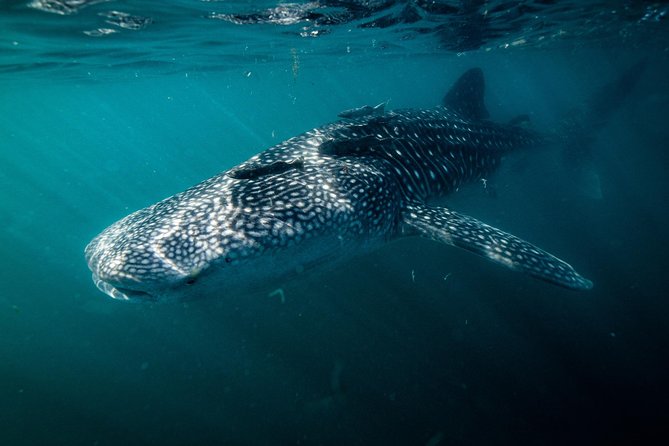 Whale Shark snorkeling tour in a reduced group with local marine biologist - Gear You Don’t Have to Hunt Down: Wetsuits, Mask, Snorkel, Fins