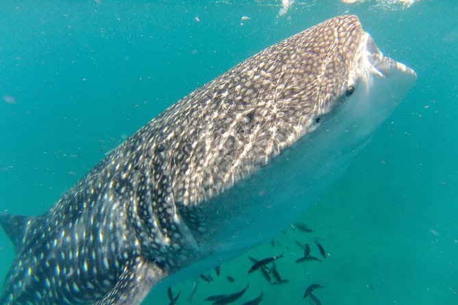 Whale Shark Swim Adventure in La Paz - Key things I’d plan around