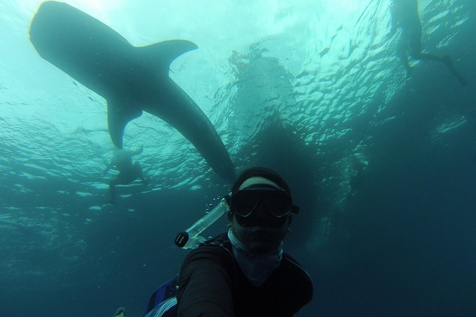 Whale Shark Swim Adventure in La Paz - La Paz whale shark magic in the Sea of Cortez