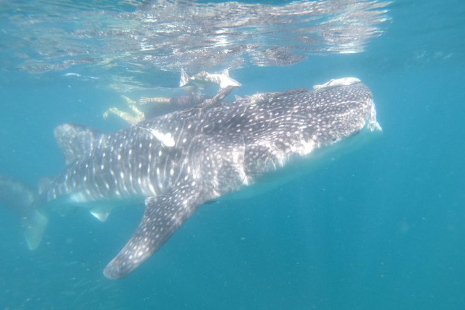 Whale Shark Swim Adventure in La Paz - What a regulated whale shark swim day feels like