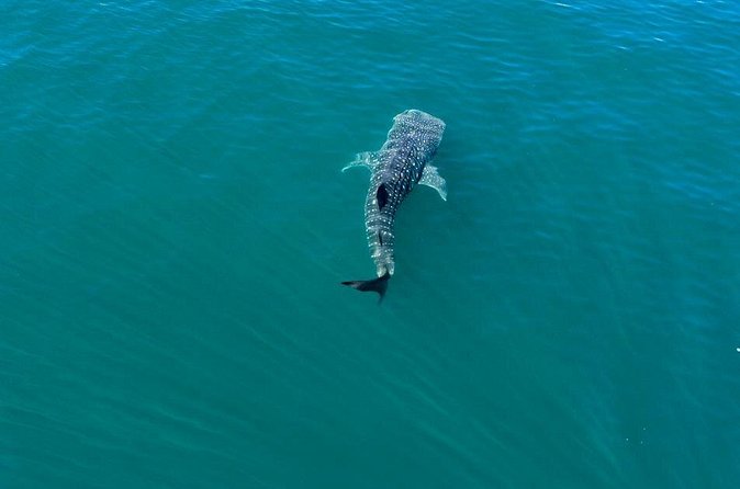 Whale Shark Swim Adventure in La Paz - Equipment and boat setup that make the swim easier
