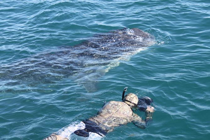 Whale Shark Swim Adventure in La Paz - Safety coaching you can actually feel in the water
