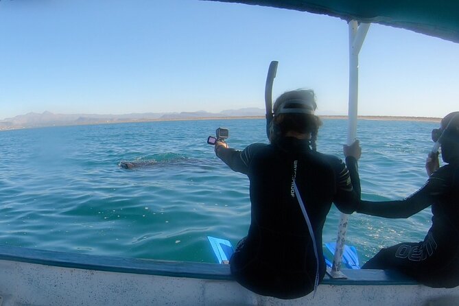 Whale Shark Swimming Adventure: Small Group with Marine Biologist - Key things to know before you go