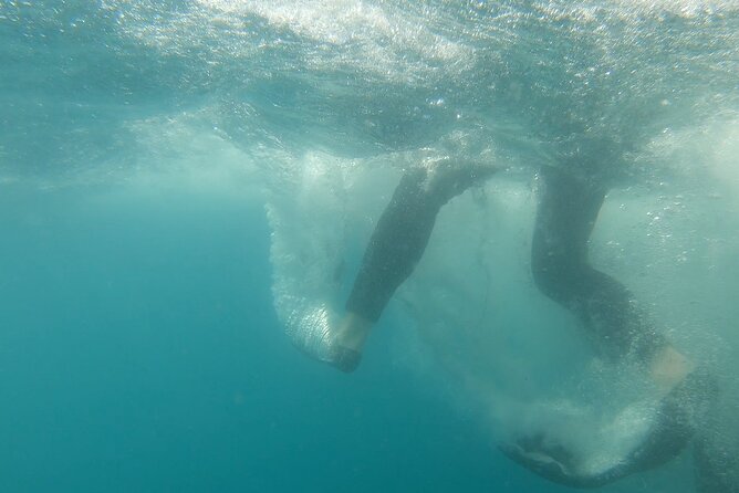 Whale Shark Swimming Adventure: Small Group with Marine Biologist - The swim itself: short windows, careful rules, real closeness