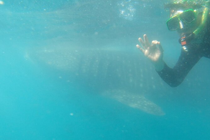 Whale Shark Swimming Adventure: Small Group with Marine Biologist - Meet your guides, and why the team style matters