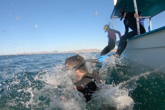 Whale Shark Swimming Adventure: Small Group with Marine Biologist - Price and value for a La Paz whale shark swim at about $208.78