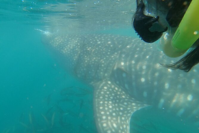 Whale Shark Swimming Adventure: Small Group with Marine Biologist - Who should book, and who should reconsider