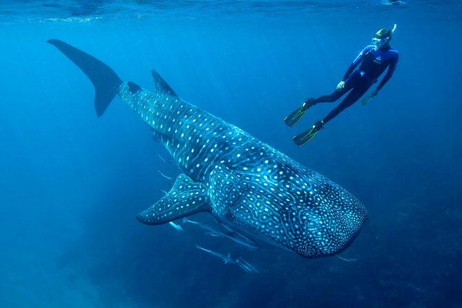 Whale Shark Swimming and Isla Mujeres Beach Tour - Whale shark mornings start early in Cancun