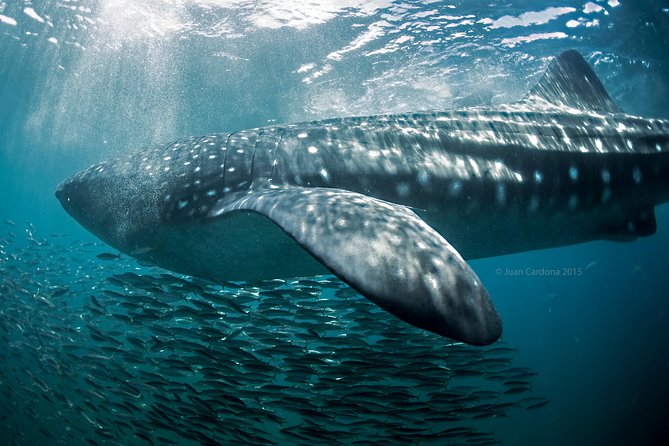 Whale Shark Swimming and Isla Mujeres Beach Tour - Chasing the sharks without getting sick