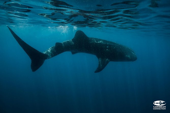 Whale Shark Swimming and Isla Mujeres Beach Tour - Getting from pickup to marina without losing your morning