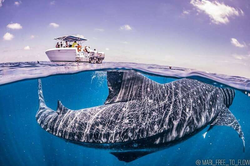 Whale Shark swimming ocean safari all included tour - Key things I’d zero in on before you book