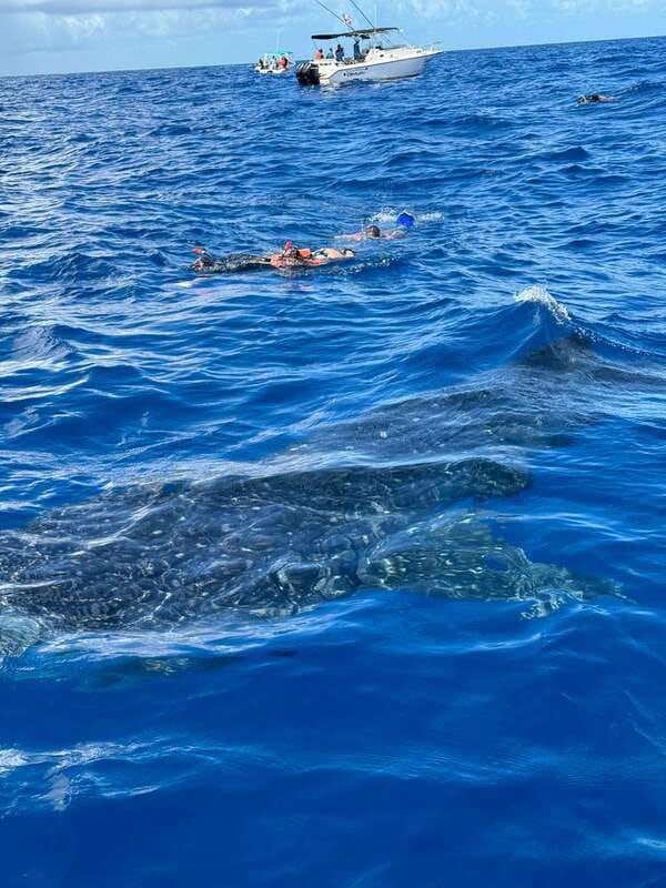 Whale Shark swimming ocean safari all included tour - Should you book Isla Sea Tours for a whale shark swim?